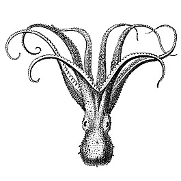 素描黑色海洋生物章鱼