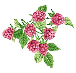 葡萄红梅