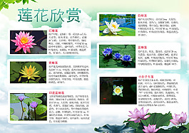 荷花品种