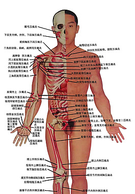 人体写真图片 人体写真素材 人体写真模板免费下载 六图网