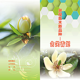 景观苗木新品种 香 妃
