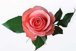 花素材