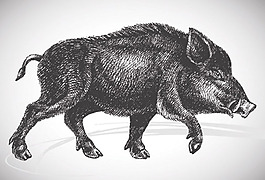 手绘动物素描矢量素材