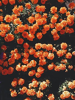 花丛素材