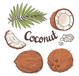 椰子和植物图片