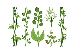 热带植物载体