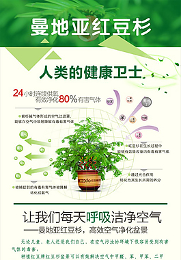 曼地亚红豆杉展架