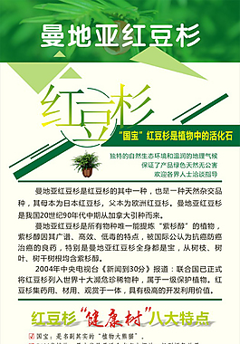 曼地亚红豆杉展架