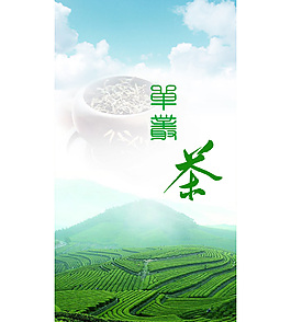 来自大山中的单丛茶