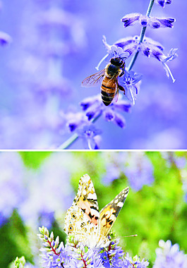 薰衣草花