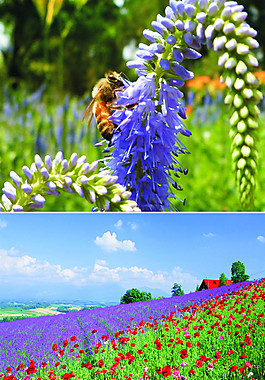 薰衣草花