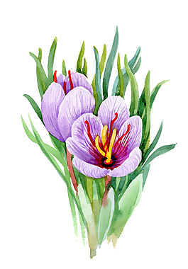 水彩绘水仙花