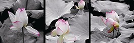 莲花池中盛开装饰画
