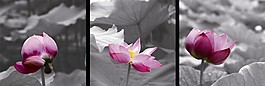 莲池花盛艳装饰画