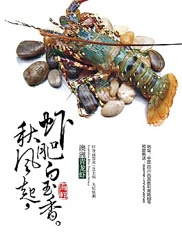 简洁澳洲龙虾宣传海报