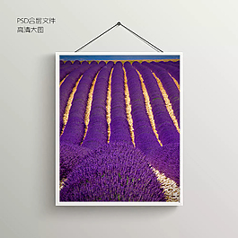 薰衣草花草庄园无框装饰画