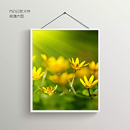 菊花花卉无框装饰画