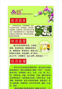牡丹花X展架