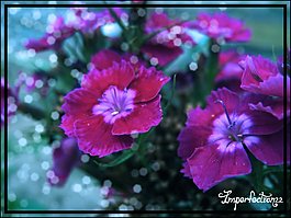 31。花