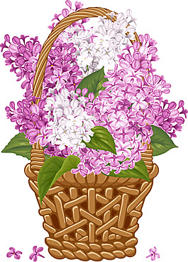 一蓝子丁香花