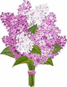 美丽的丁香花