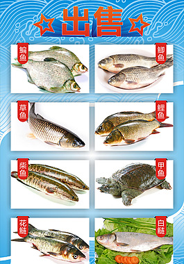出售各类淡水鱼海报