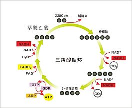 三羧酸循环 图解 柠檬酸循环
