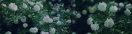 蔷薇花朵背景banner设计
