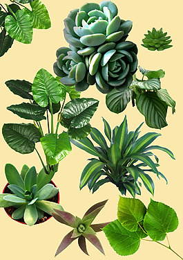 绿色植物