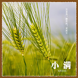 小满节日海报