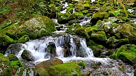 丛林间青苔小石头特写高清视频实拍