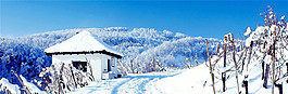 冬季雪景背景图