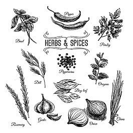 香料素描插画图片