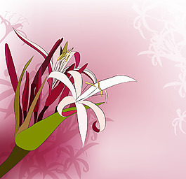 清新的兰花