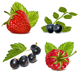 新鲜蓝莓草莓浆果矢量图集