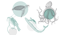 手绘海洋动物插画