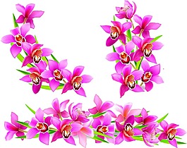 紫色兰花植物