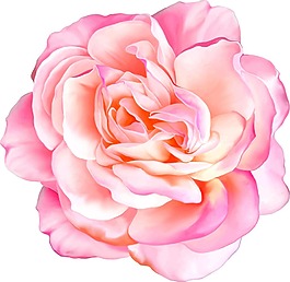 写实牡丹花