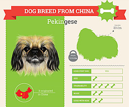 京巴犬商业模板矢量素材下载