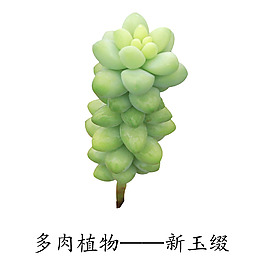 多肉植物新玉缀