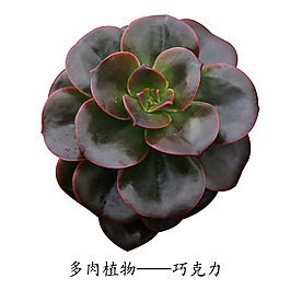多肉植物巧克力