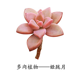 多肉植物姬胧月