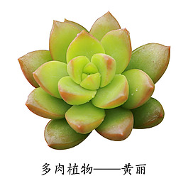 多肉植物黄丽