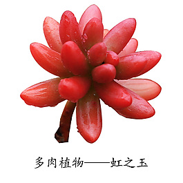 多肉植物虹之玉