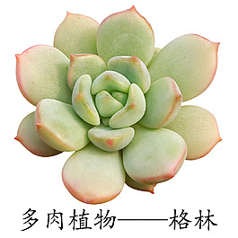 多肉植物格林