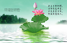 荷花池塘