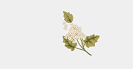 琼花