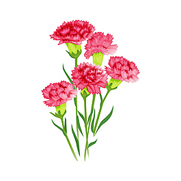 玫红色鲜花一束