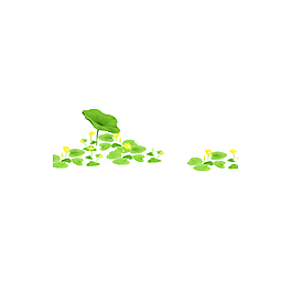 清新荷花小黄花