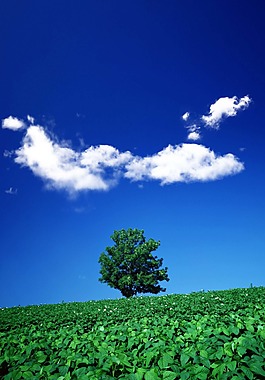 天空白云草林背景图